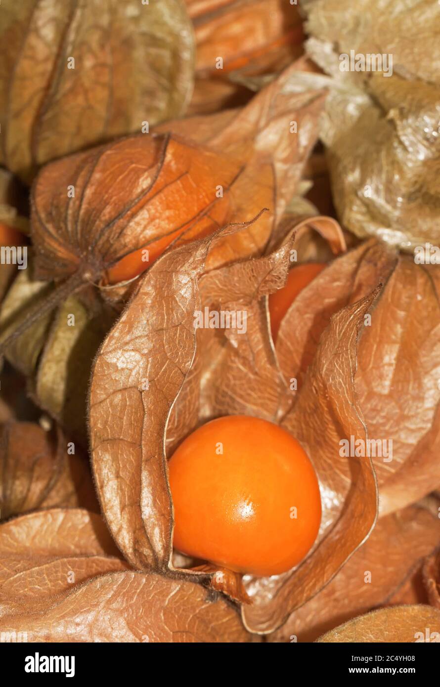 Fresh Cape gooseberries Stock Photo