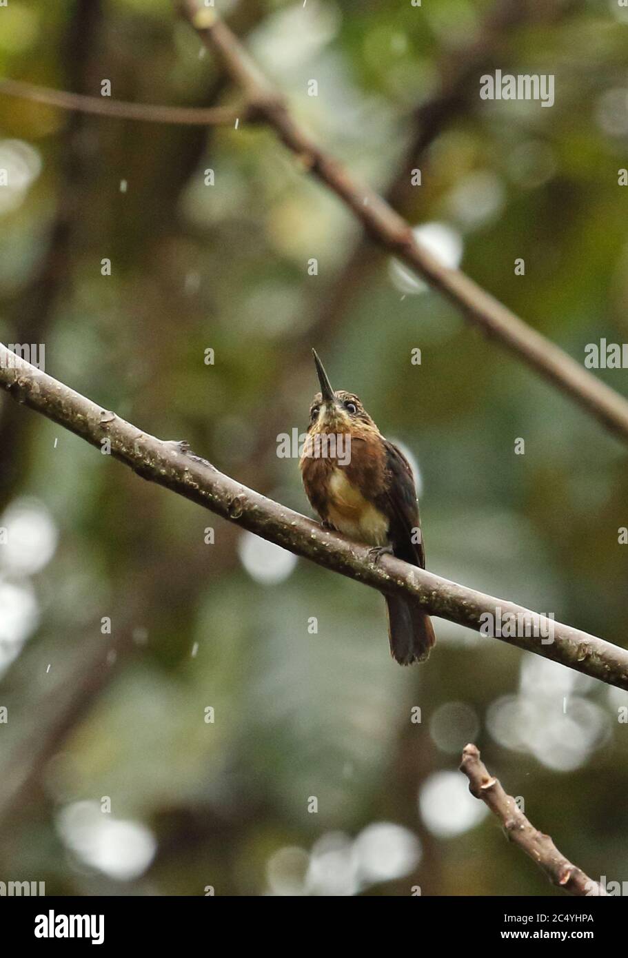 Brown Jacamar (Brachygalba lugubris fulviventris) adult perched on branch in the rain  Capricho; Colombia     November Stock Photo