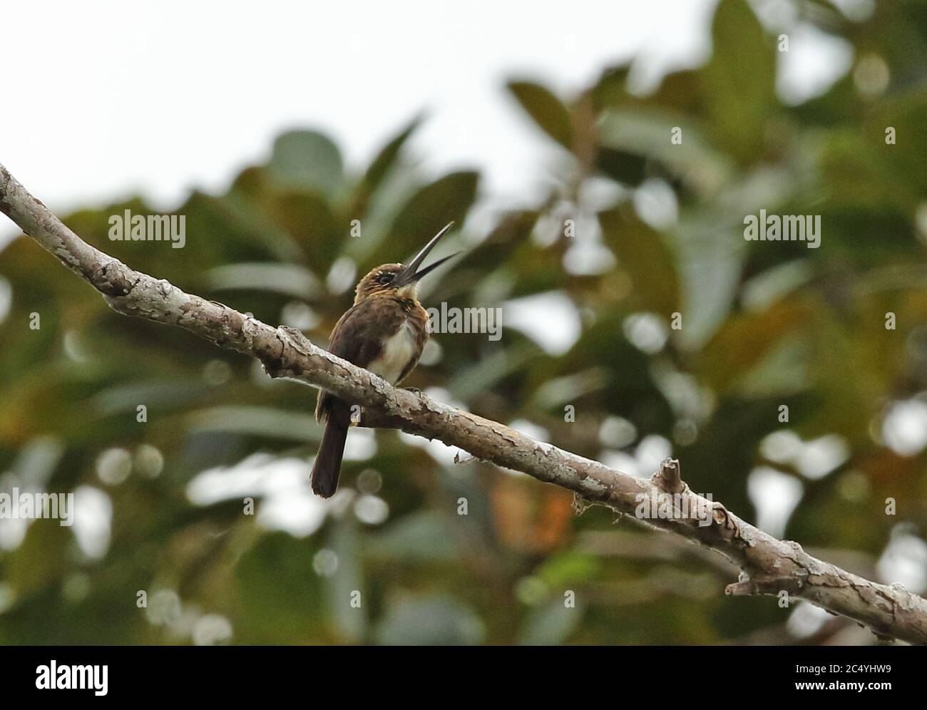 Brown Jacamar (Brachygalba lugubris fulviventris) adult perched on branch yawning  Sabanita, Inirida, Colombia     November Stock Photo