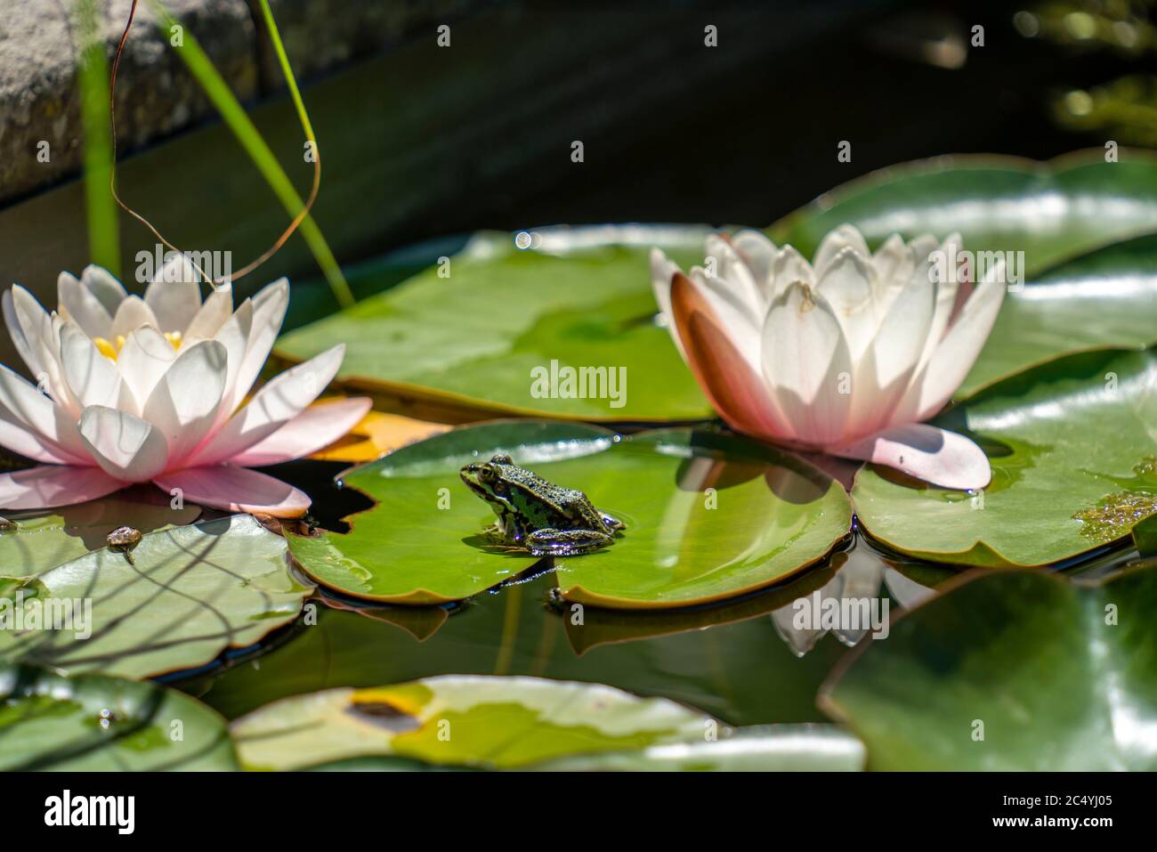 Small water frog, Pelophylax lessonae, in a pond, water lily Stock Photo