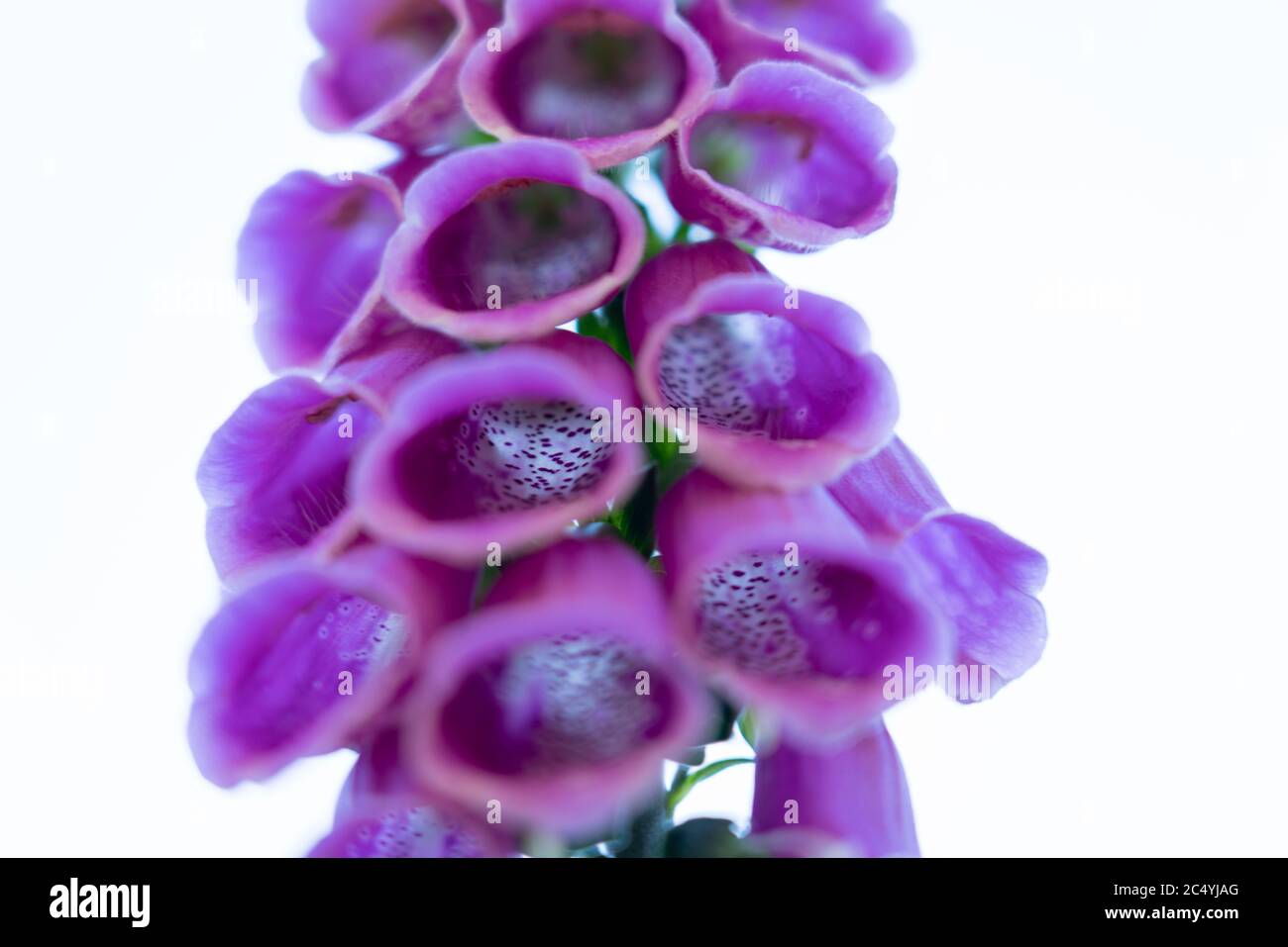 Purple thimble, digitalis purpurea, poisonous plant, Stock Photo