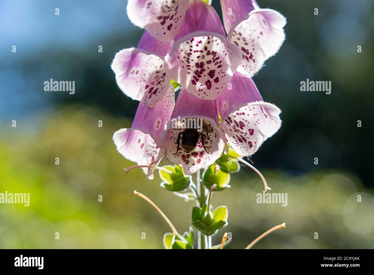 Pink thimble, digitalis purpurea, poisonous plant, Stock Photo
