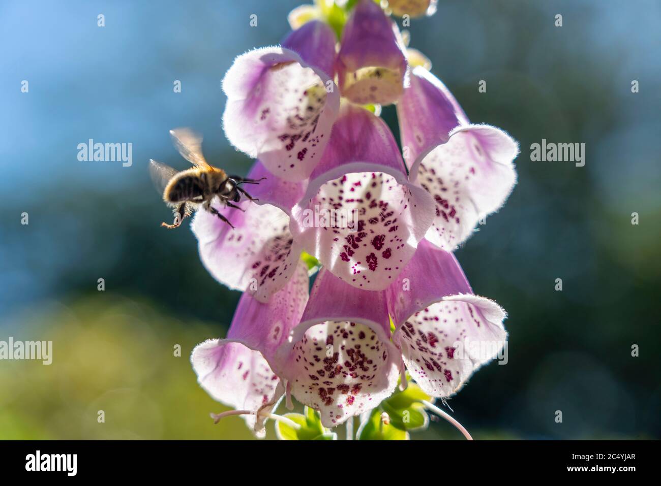 Pink thimble, digitalis purpurea, poisonous plant, honey bee, Stock Photo