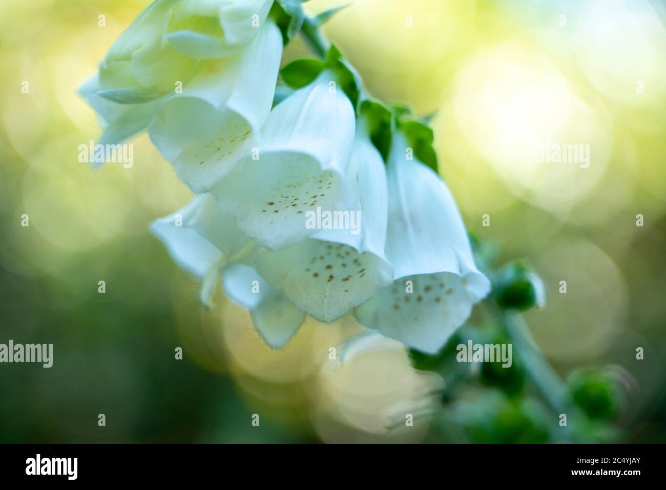 White thimble, digitalis purpurea, poisonous plant, Stock Photo