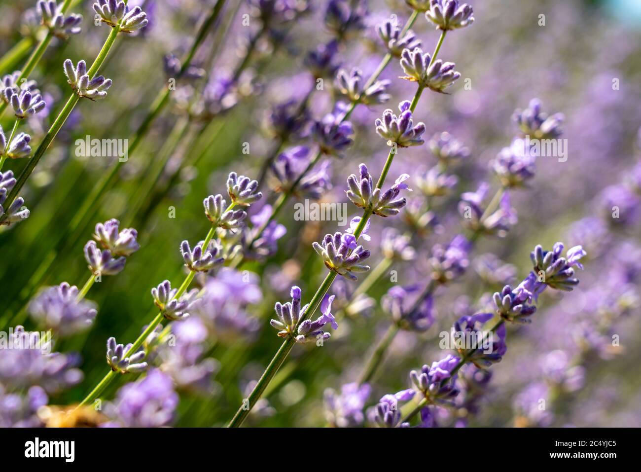 Lavender, lavandula, plants, bush, Stock Photo