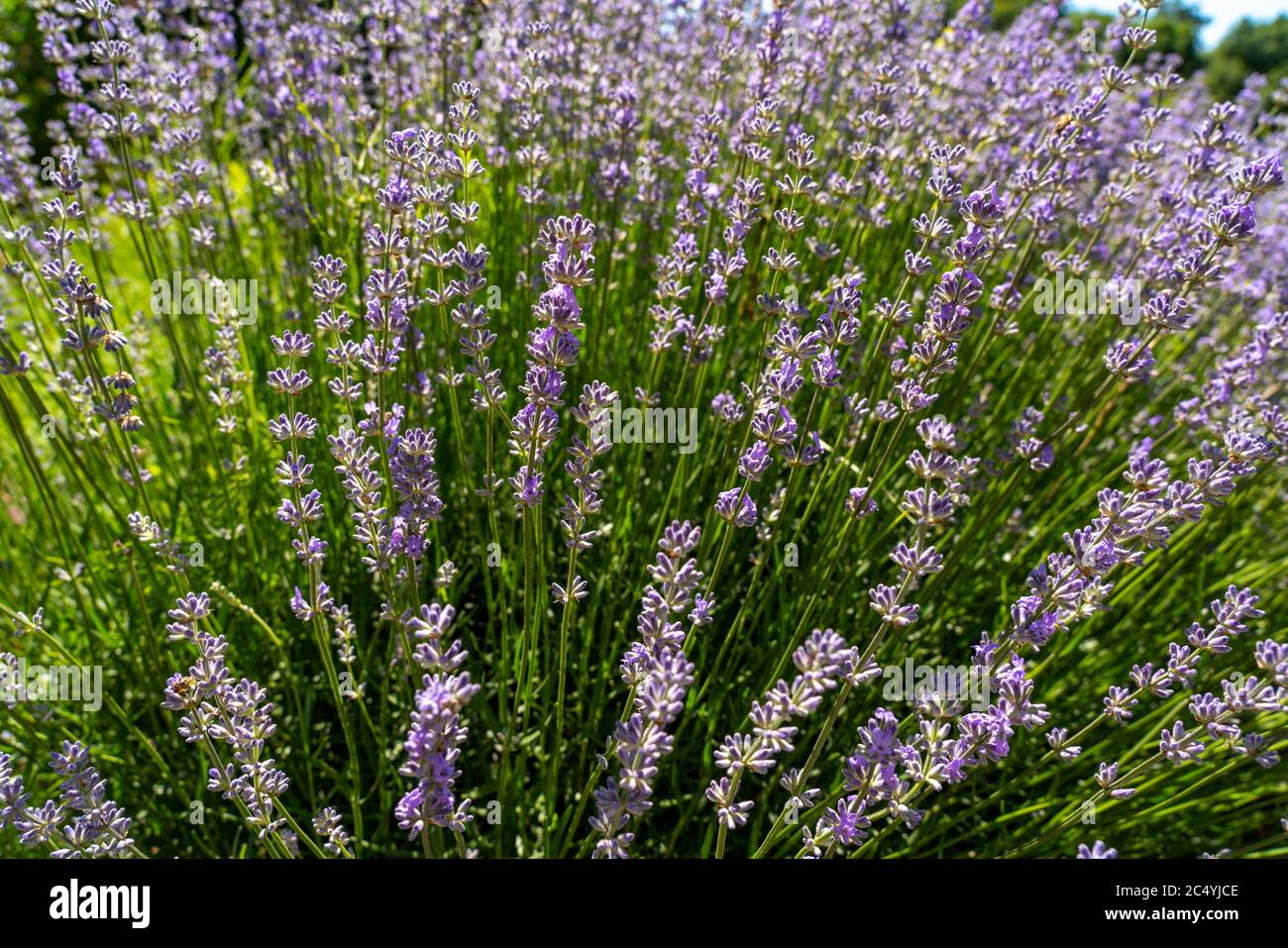 Lavender, lavandula, plants, bush, Stock Photo