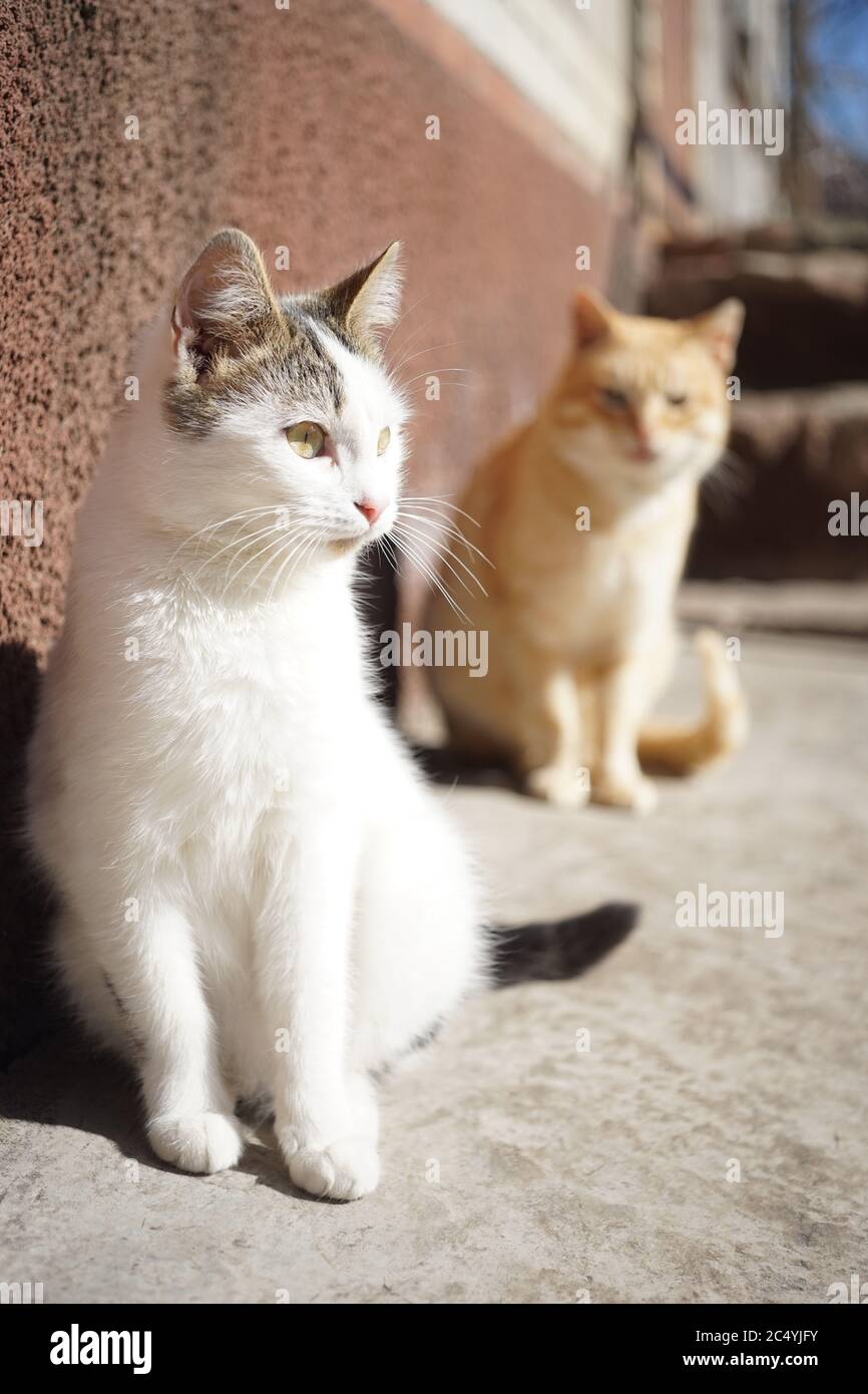 Two cute cats are sitting near the house on a sunny day. Stock Photo