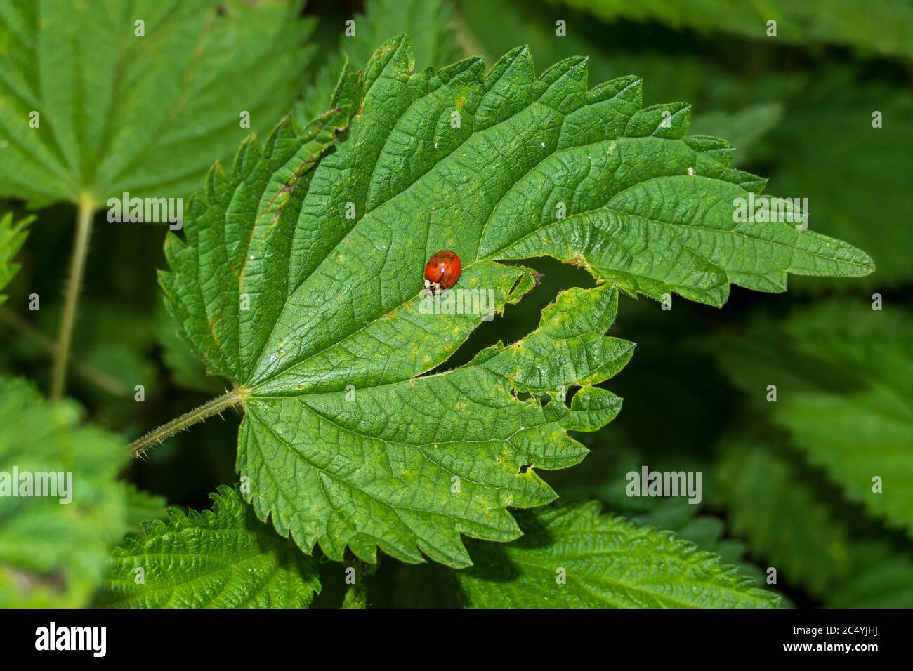 Marienkaefer hi-res stock photography and images - Alamy
