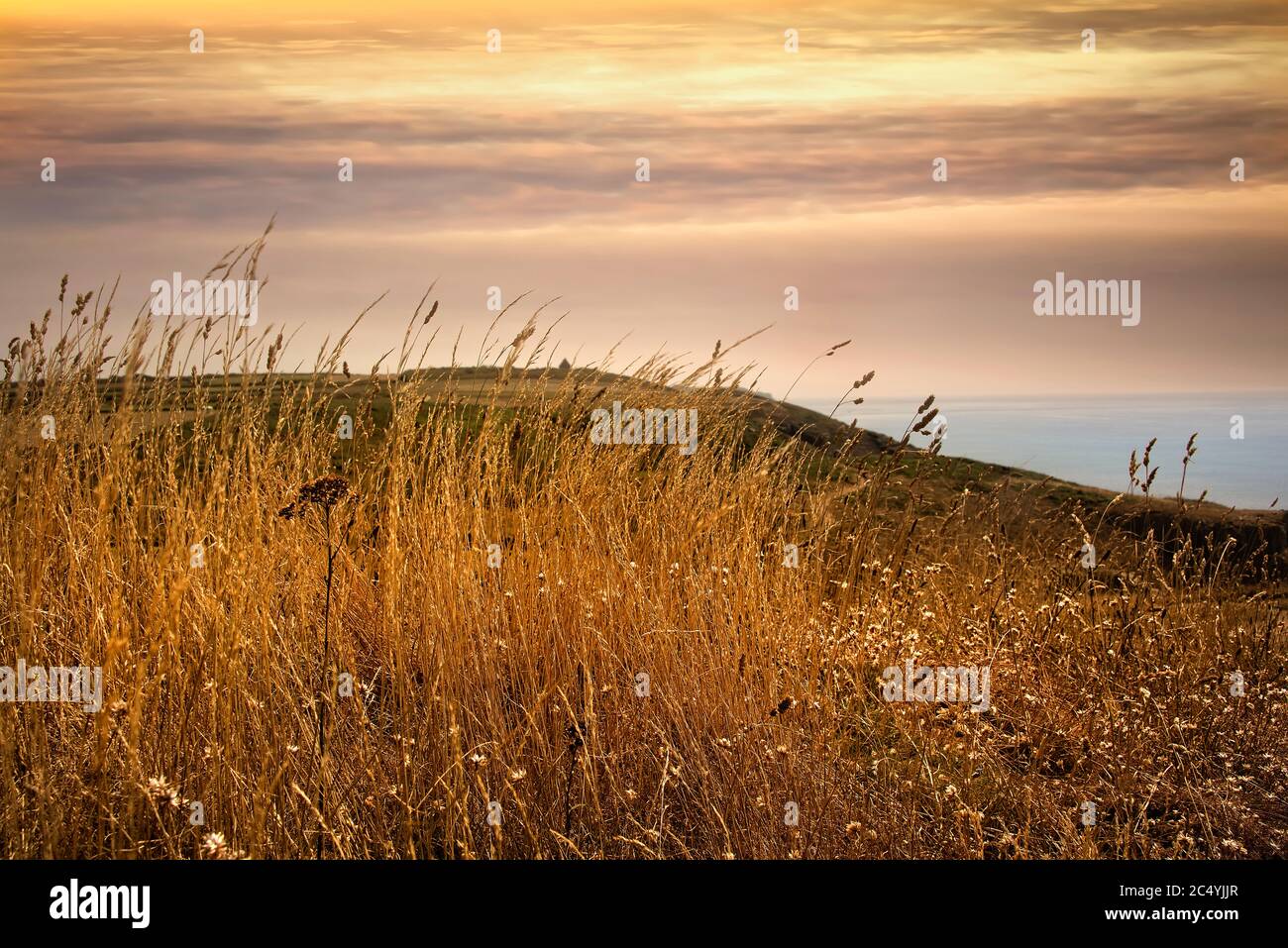 The wheat and natural countryside of Guernsey, UK Stock Photo