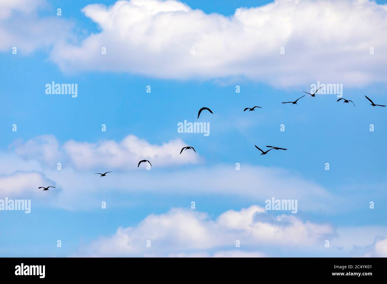 Flying birds. Blue sky background Stock Photo - Alamy