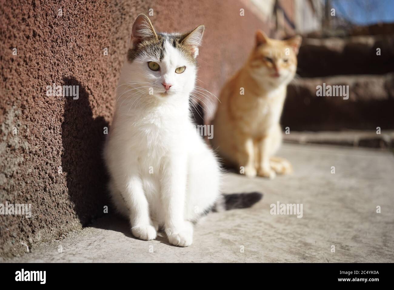 White kitty and ginger cat are sitting near the house on a sunny day. Stock Photo