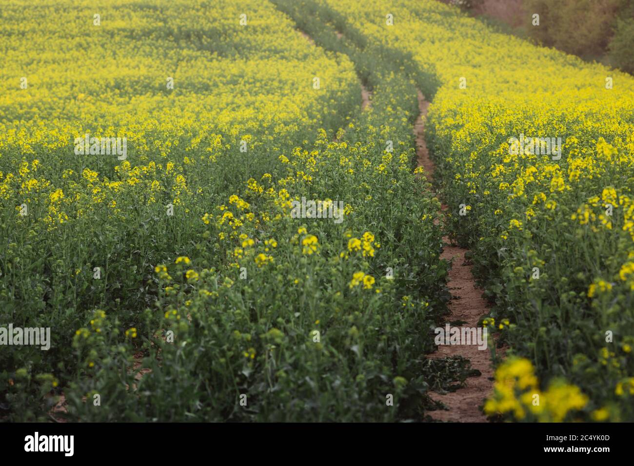 Summer landscape with yellow rape field in Hungary Stock Photo - Alamy