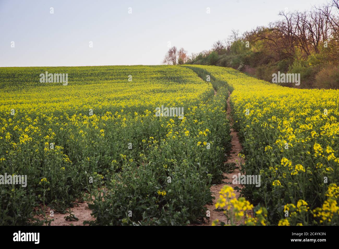 Summer landscape with yellow rape field in Hungary Stock Photo - Alamy