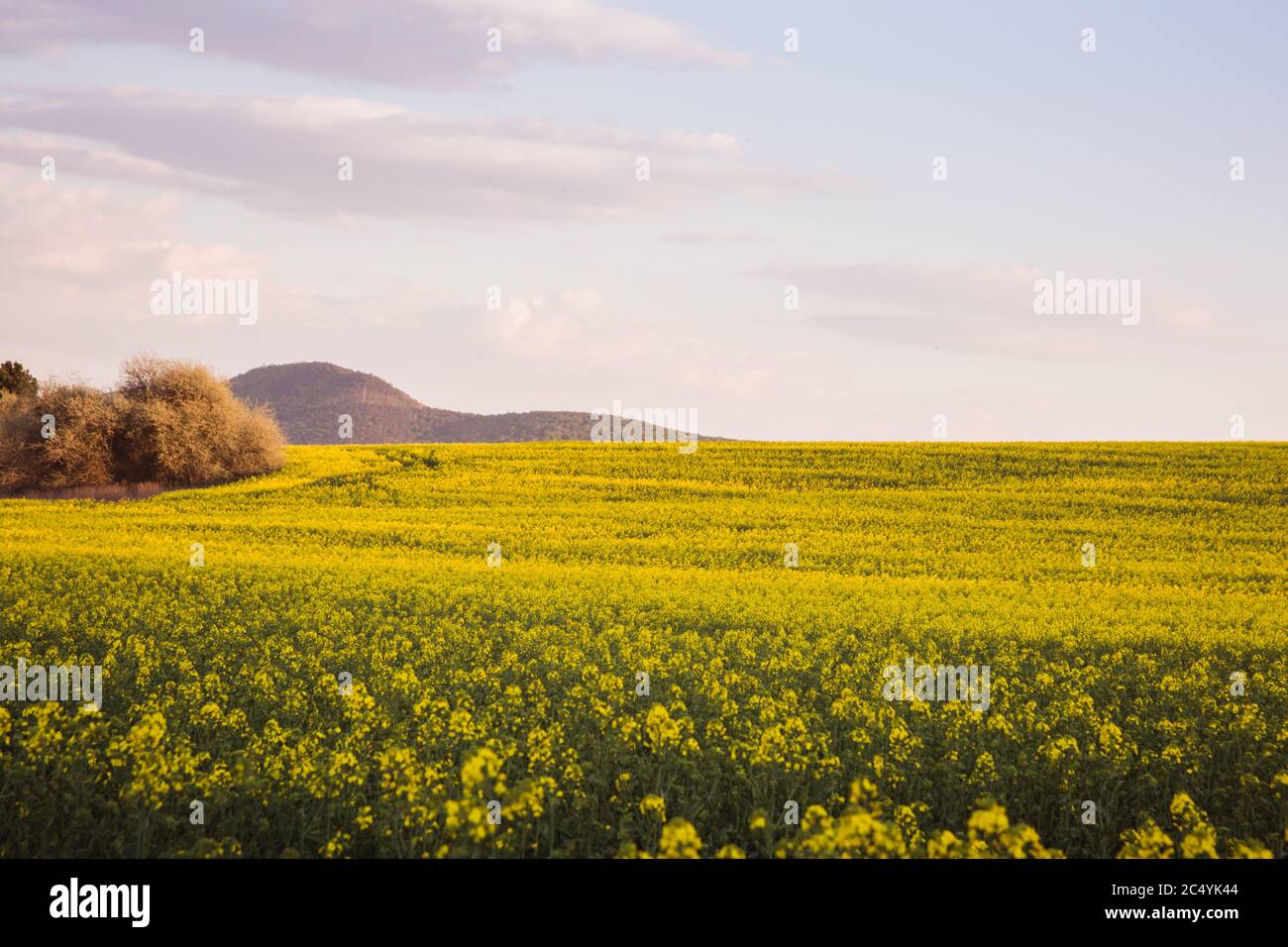 Summer landscape with yellow rape field in Hungary Stock Photo - Alamy