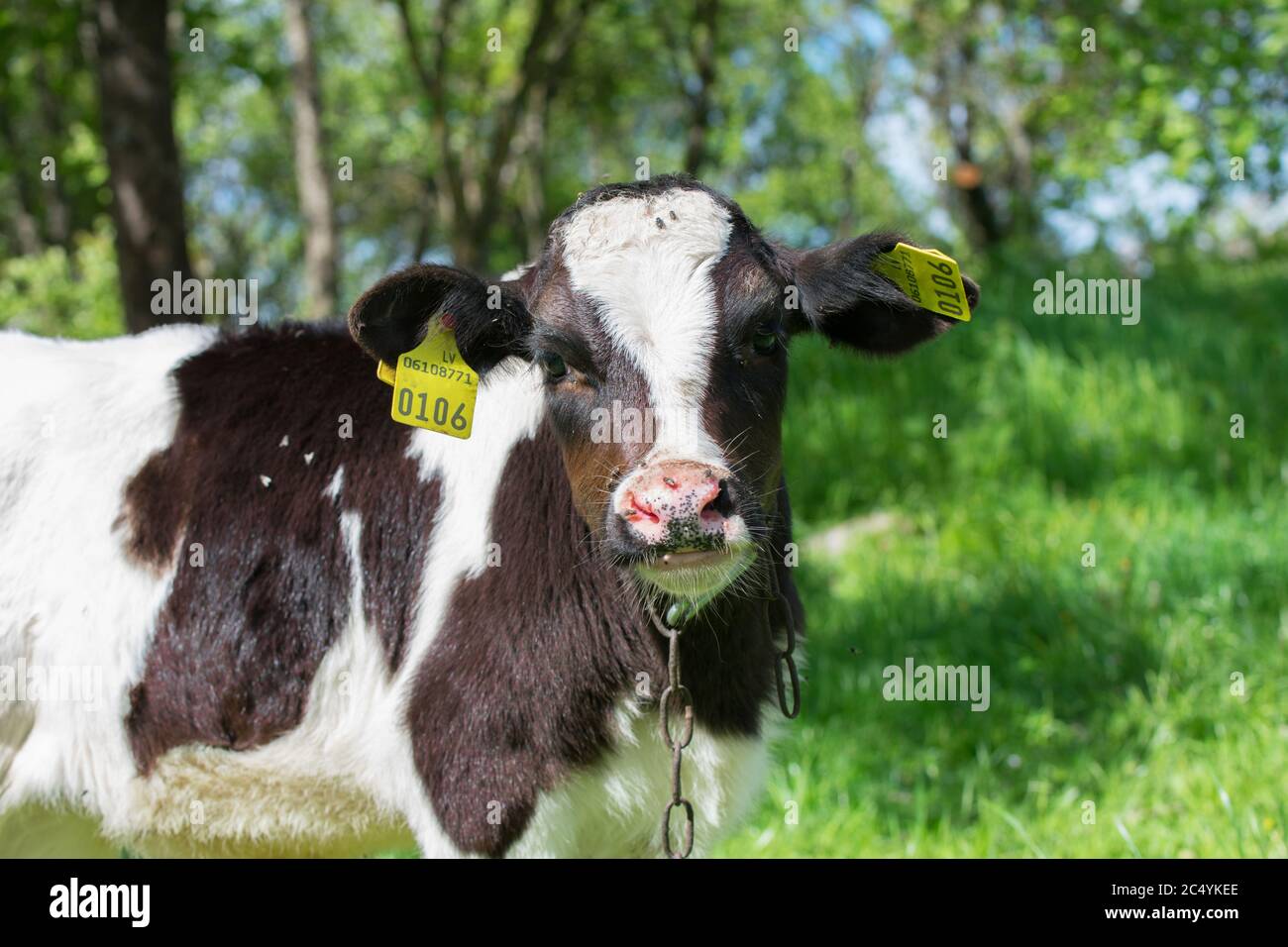 Staring holstein dairy cow in hi-res stock photography and images - Alamy