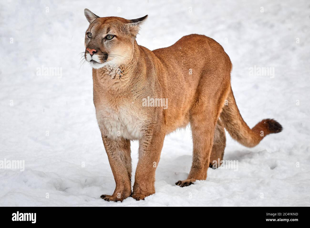 Puma in the woods, single cat on snow 
