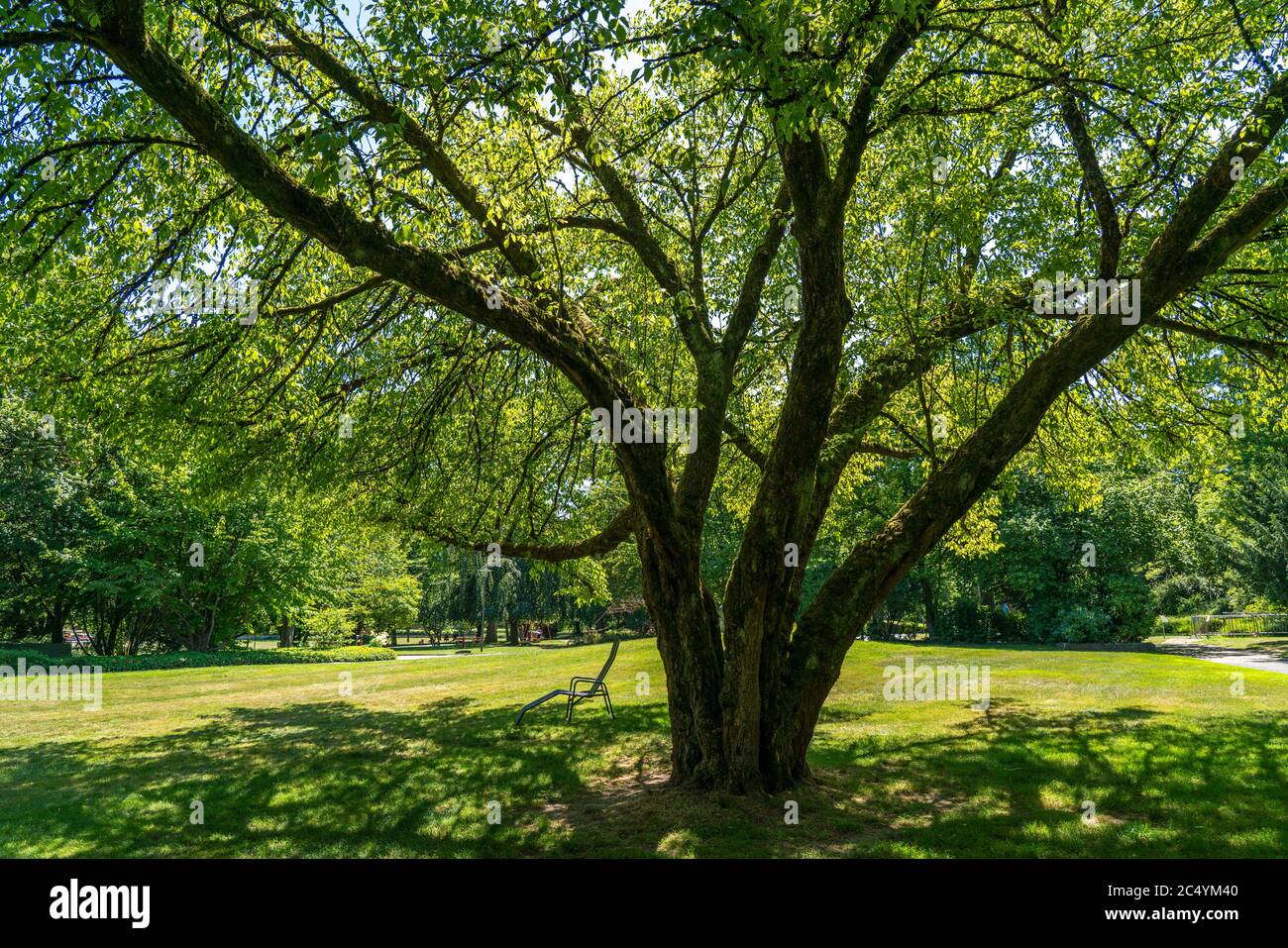 Der Grugapark, Essen, Botanischer Garten, Parkanlage für Freizeit und Naherholung, Sonnenliegen auf der Tummelwiese, NRW, Deutschland, Stock Photo