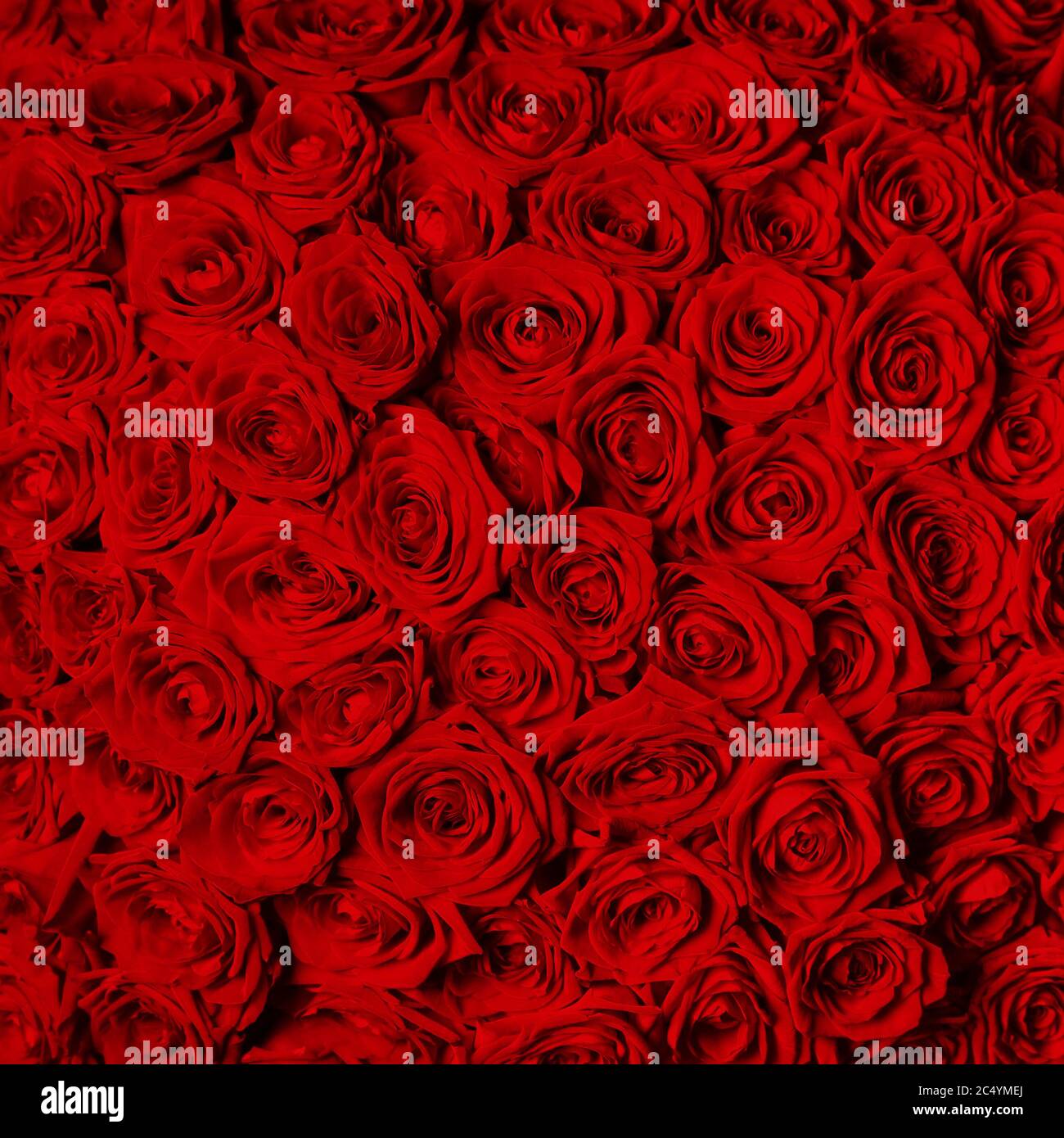 beautiful red roses Stock Photo - Alamy