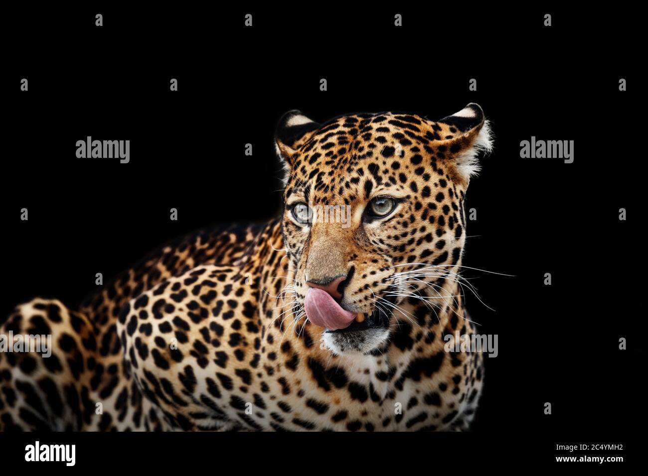Leopard portrait on dark background. Panthera pardus kotiya, Big spotted cat lying Stock Photo