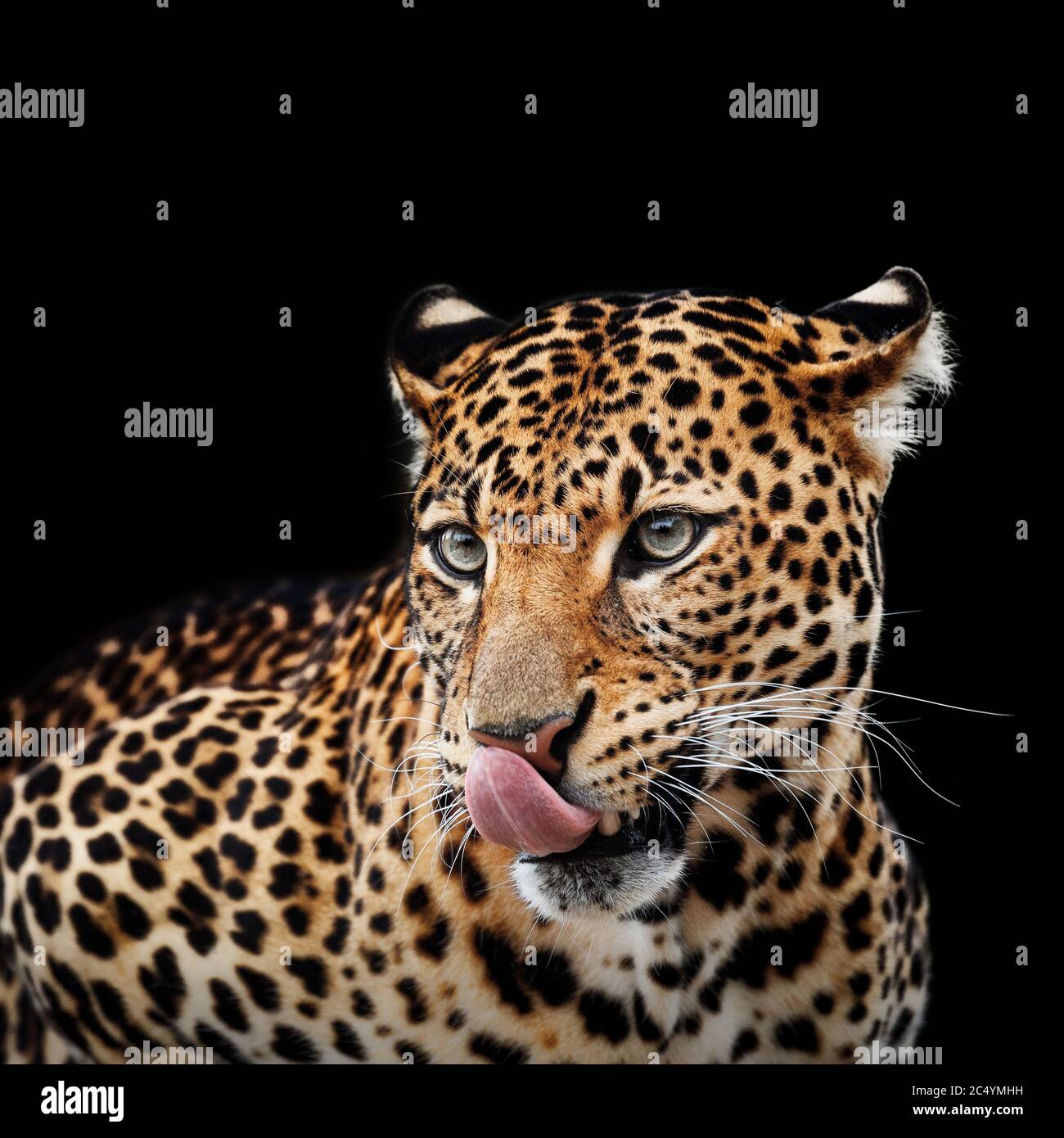 Leopard portrait on dark background. Panthera pardus kotiya, Big