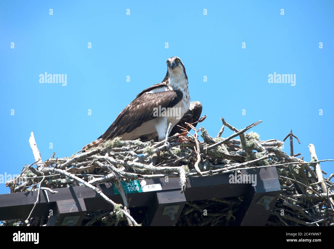 An Osprey (Pandion haliaetus) and her nest on a utility pole in Barnstable, Mass. on Cape Cod, USA Stock Photo