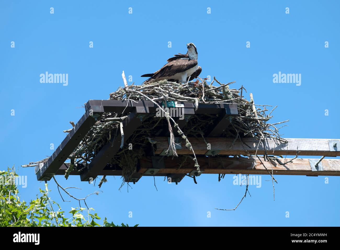 An Osprey (Pandion haliaetus) and her nest on a utility pole in Barnstable, Mass. on Cape Cod, USA Stock Photo