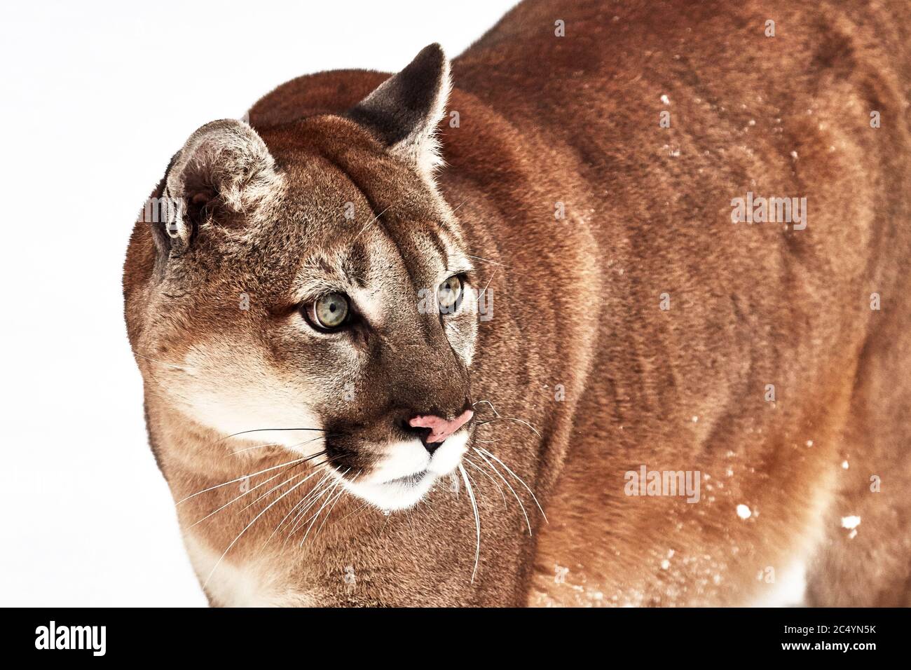 Beautiful Cougar Pics