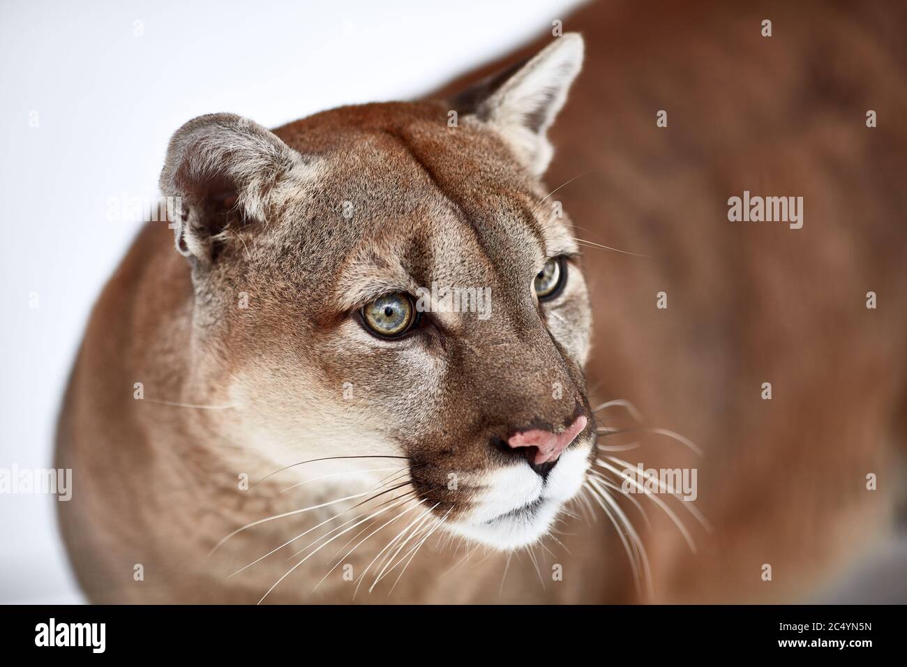 Beautiful Portrait of a Canadian Cougar. mountain lion, puma, panther, Winter scene in the woods. wildlife America. Stock Photo
