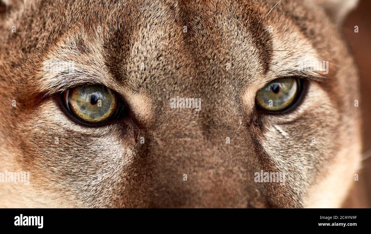 Beautiful Portrait of a Canadian Cougar. mountain lion, puma, panther, Winter scene in the woods. wildlife America. Stock Photo