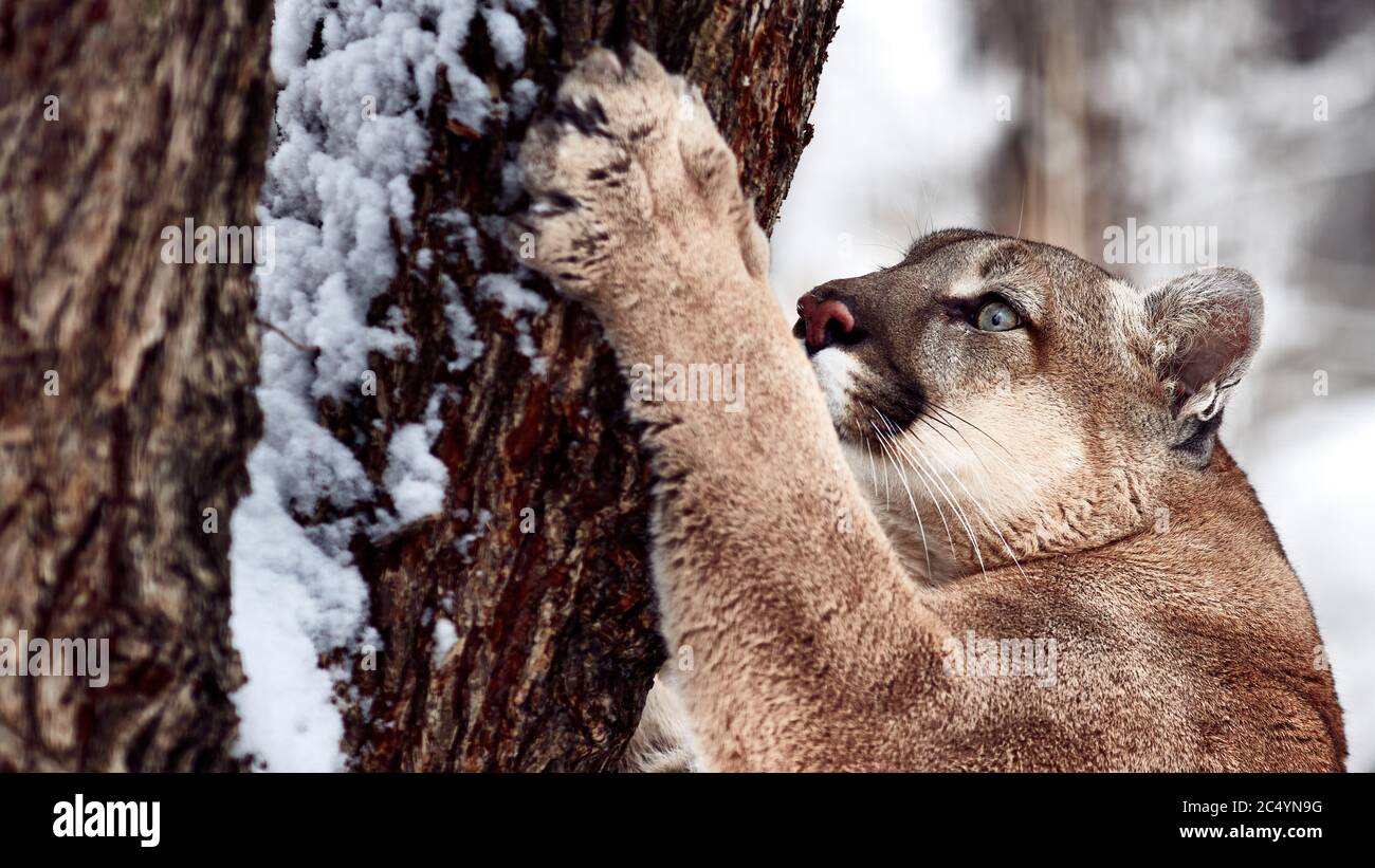 Beautiful Portrait Of A Canadian Cougar Mountain Lion Puma Cougar Behind A Tree Panther Winter Scene In The Woods Wildlife America Stock Photo Alamy