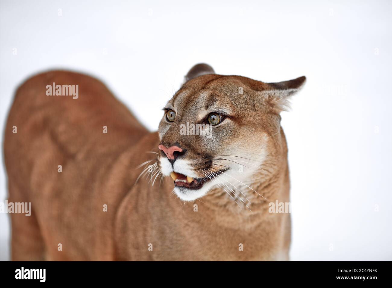 Beautiful Portrait of a Canadian Cougar. mountain lion, puma, panther,  Winter scene in the woods. wildlife America Stock Photo - Alamy
