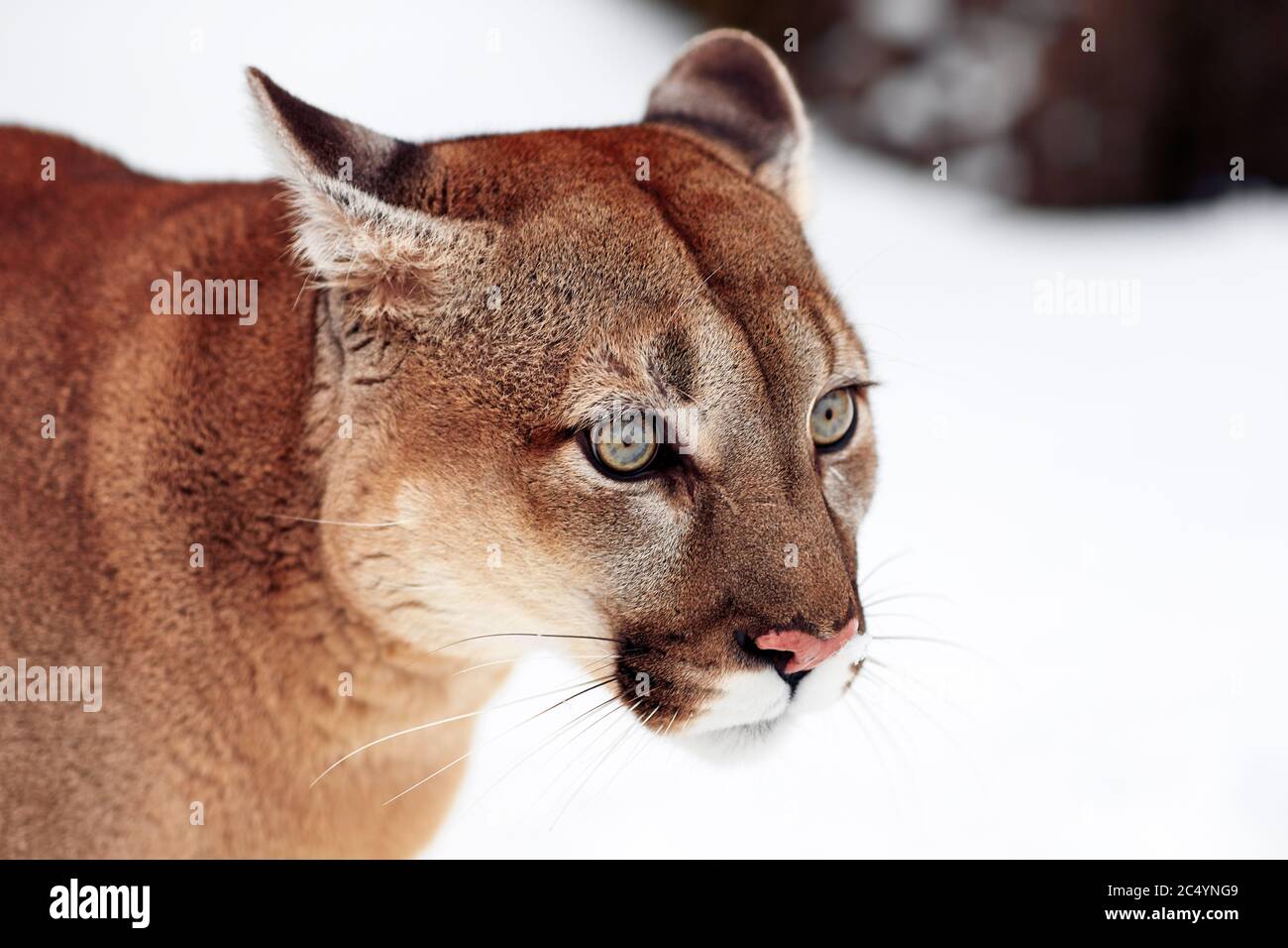 Wild Puma In Snow High Resolution Stock Photography and Images - Alamy