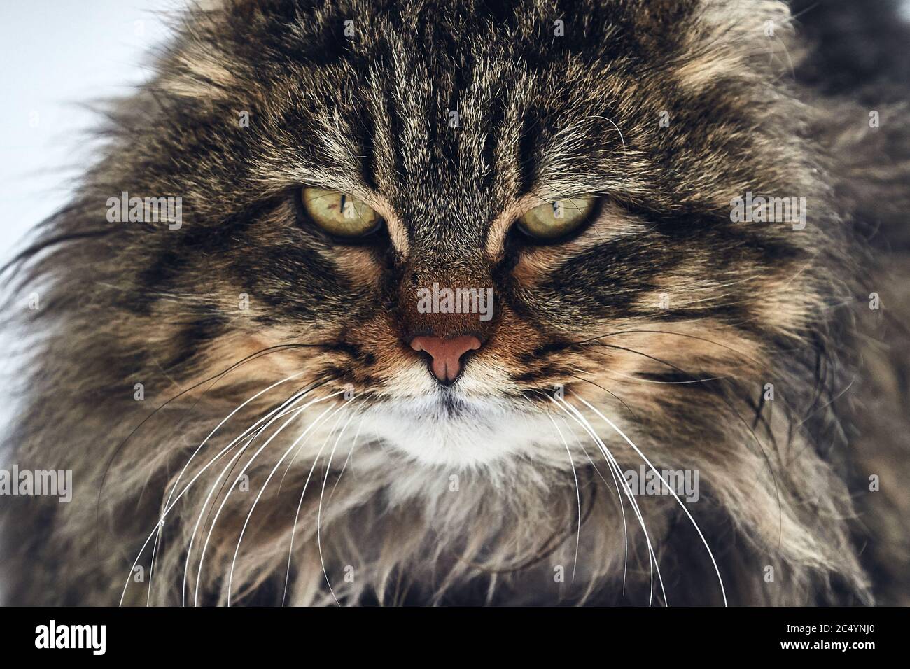 Disheveled cat hires stock photography and images Alamy