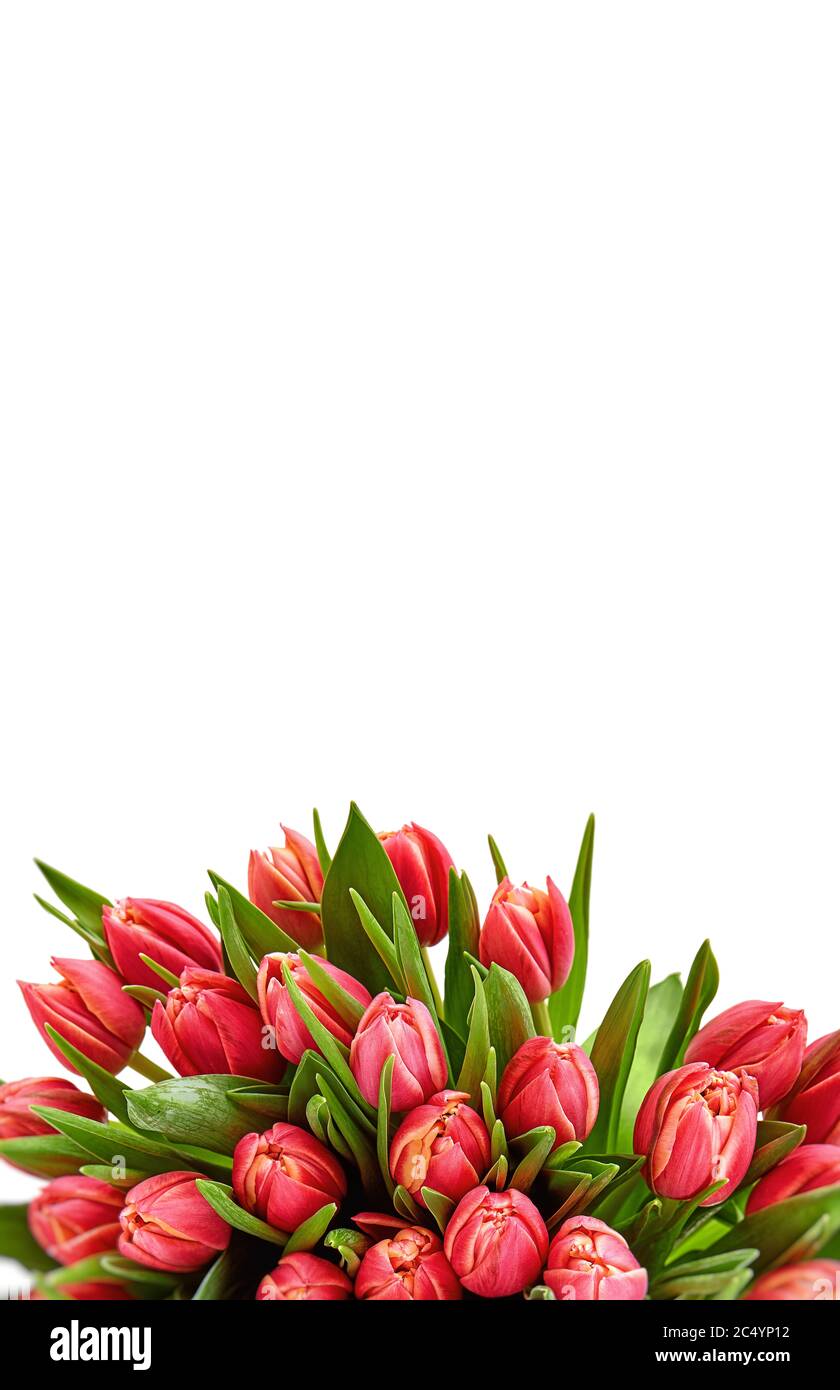 tulips bouquet. fresh spring flowers with water drops. floral backdrop ...
