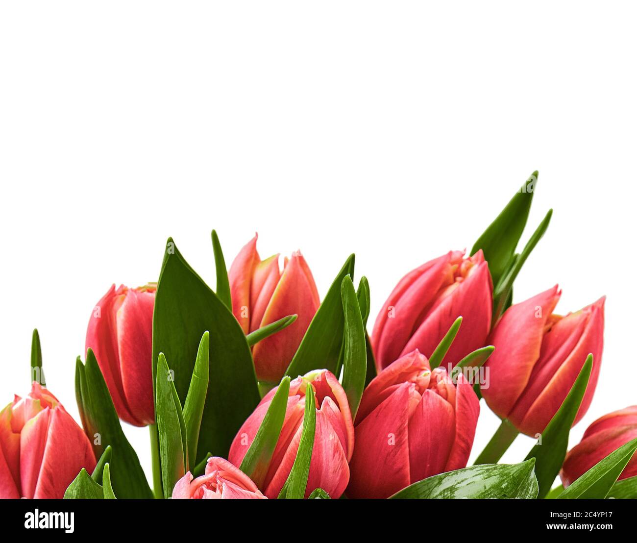 tulips bouquet. fresh spring flowers with water drops. floral backdrop ...