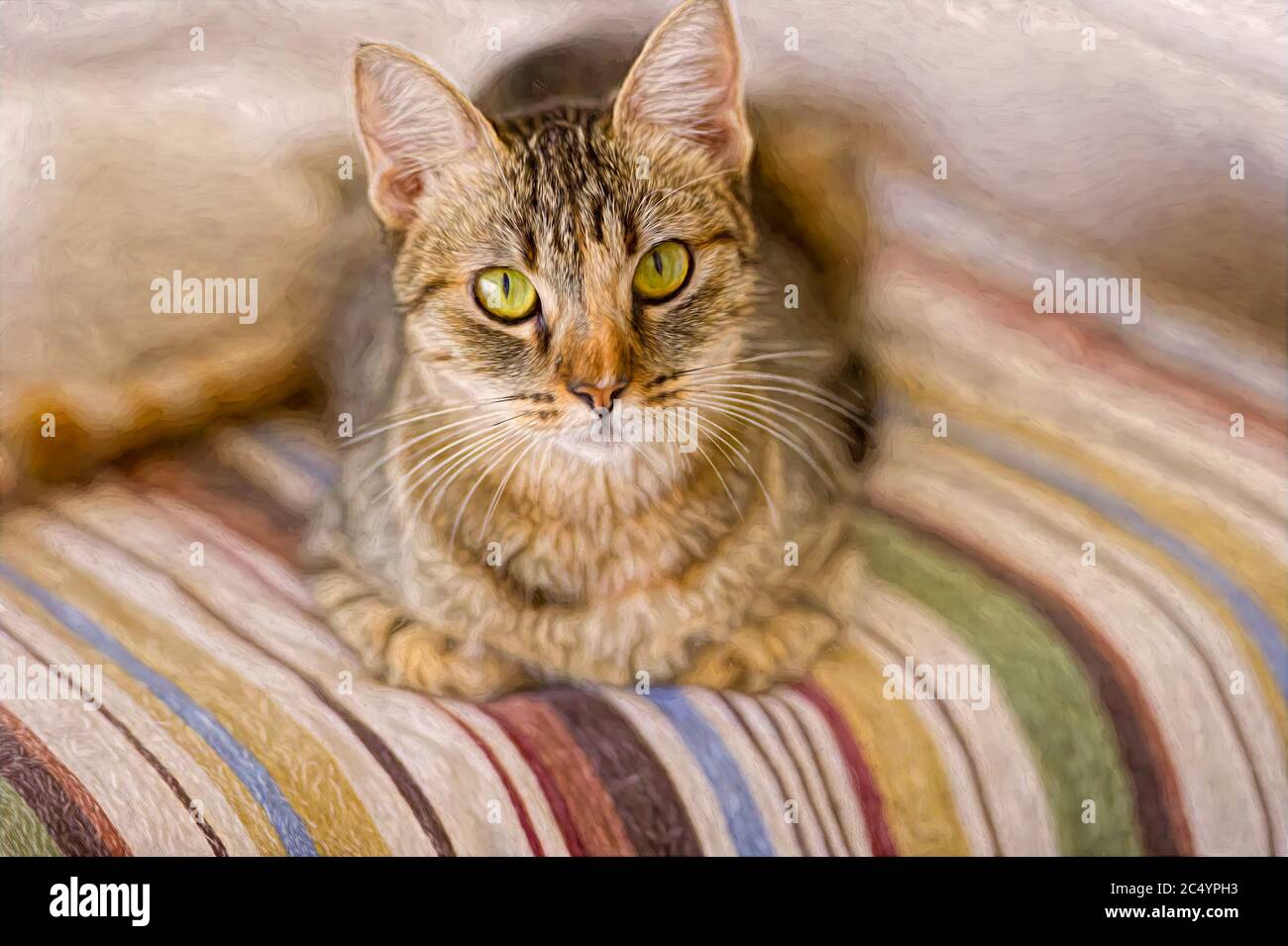 A Tabby Cat is Is Looking Straight at the Camera Stock Photo - Alamy
