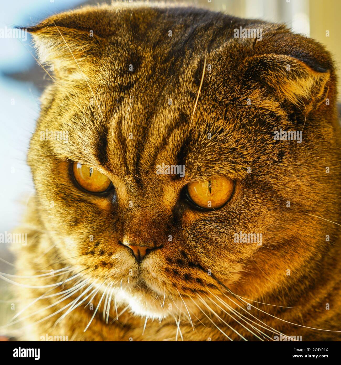 closeup portrait of a serious adult scottish fold cat Stock Photo