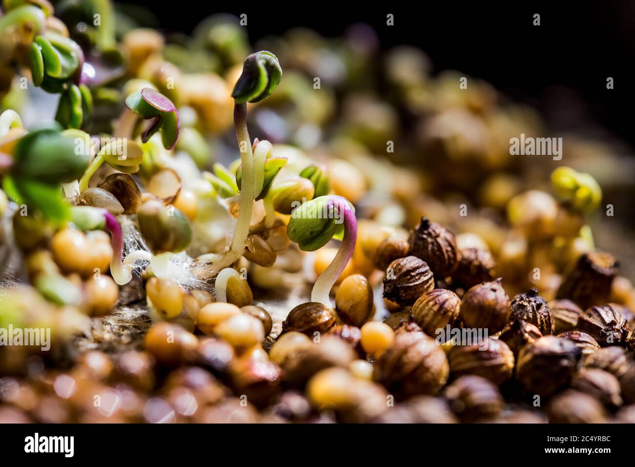 Close-up of mustard microgreens. Growing mustard sprouts close up view. Germination of seeds at home. Vegan and healthy eating concept. Sprouted seeds Stock Photo