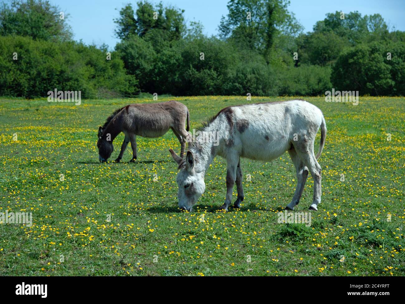 Donkeys on the field Stock Photo