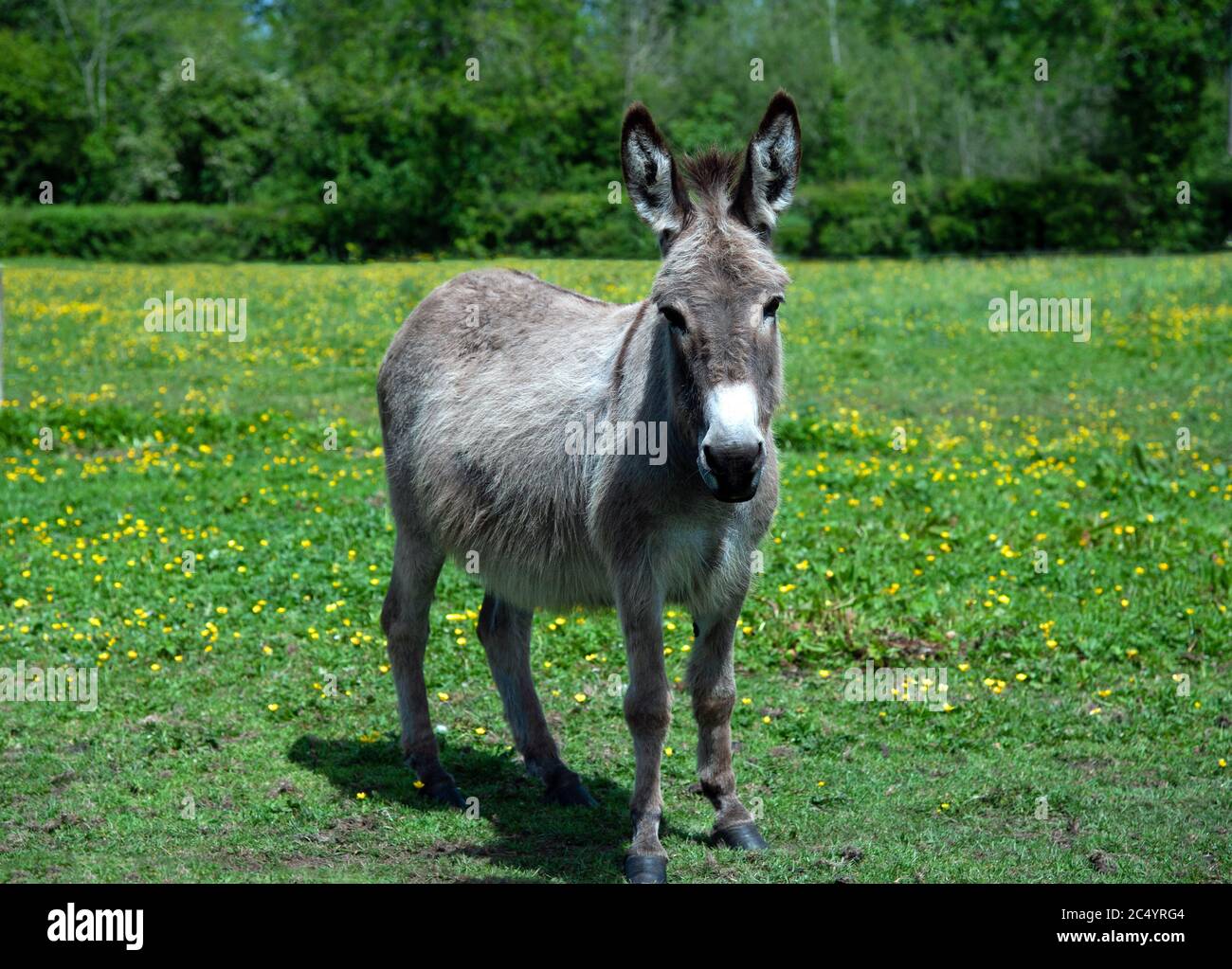 Donkey portrait Stock Photo