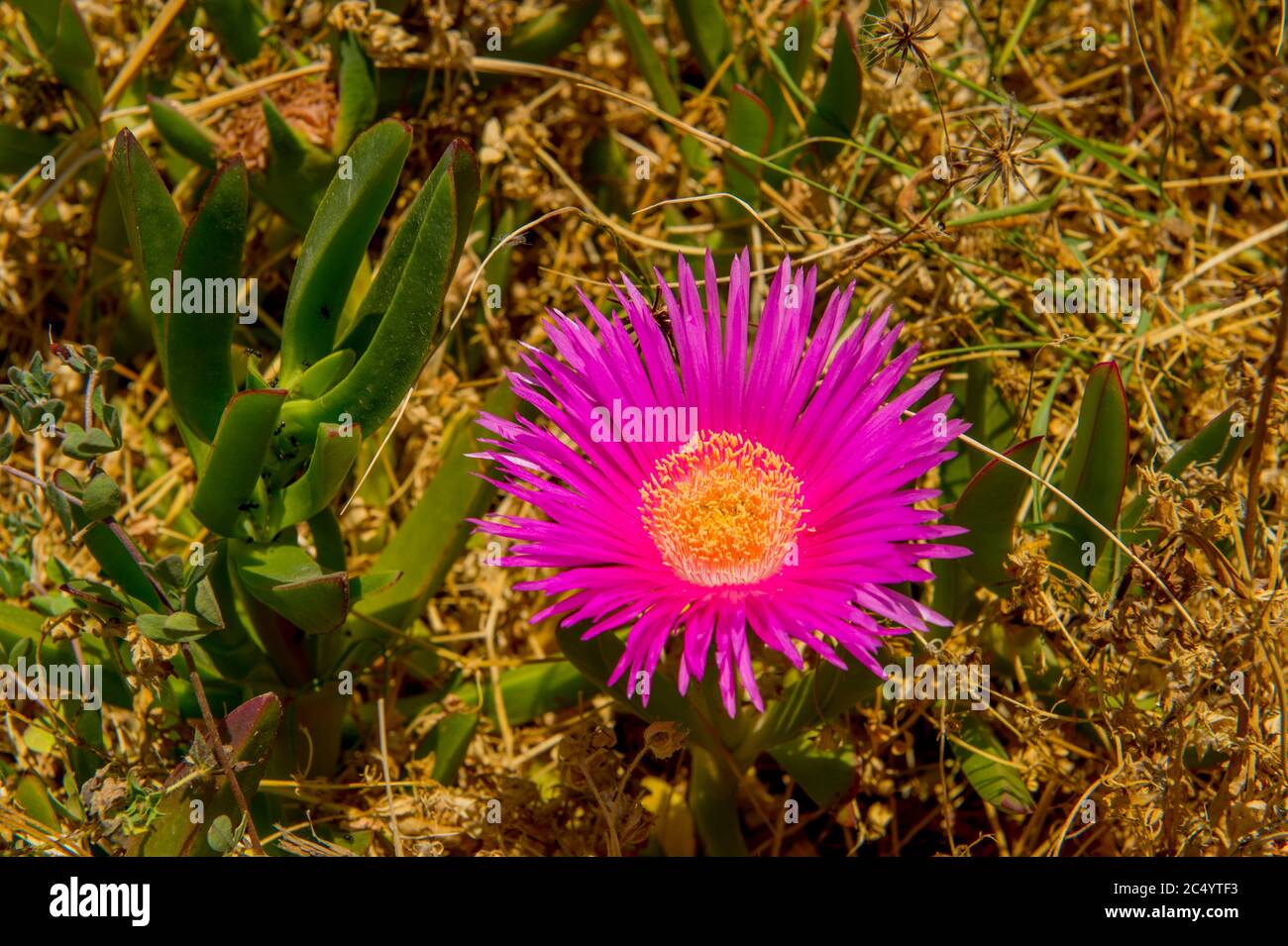 Close-up of Lampranthus (Ice plant) along the beach at in Portopalo di Capopassero, a fishing community on the island of Sicily in Italy. Stock Photo