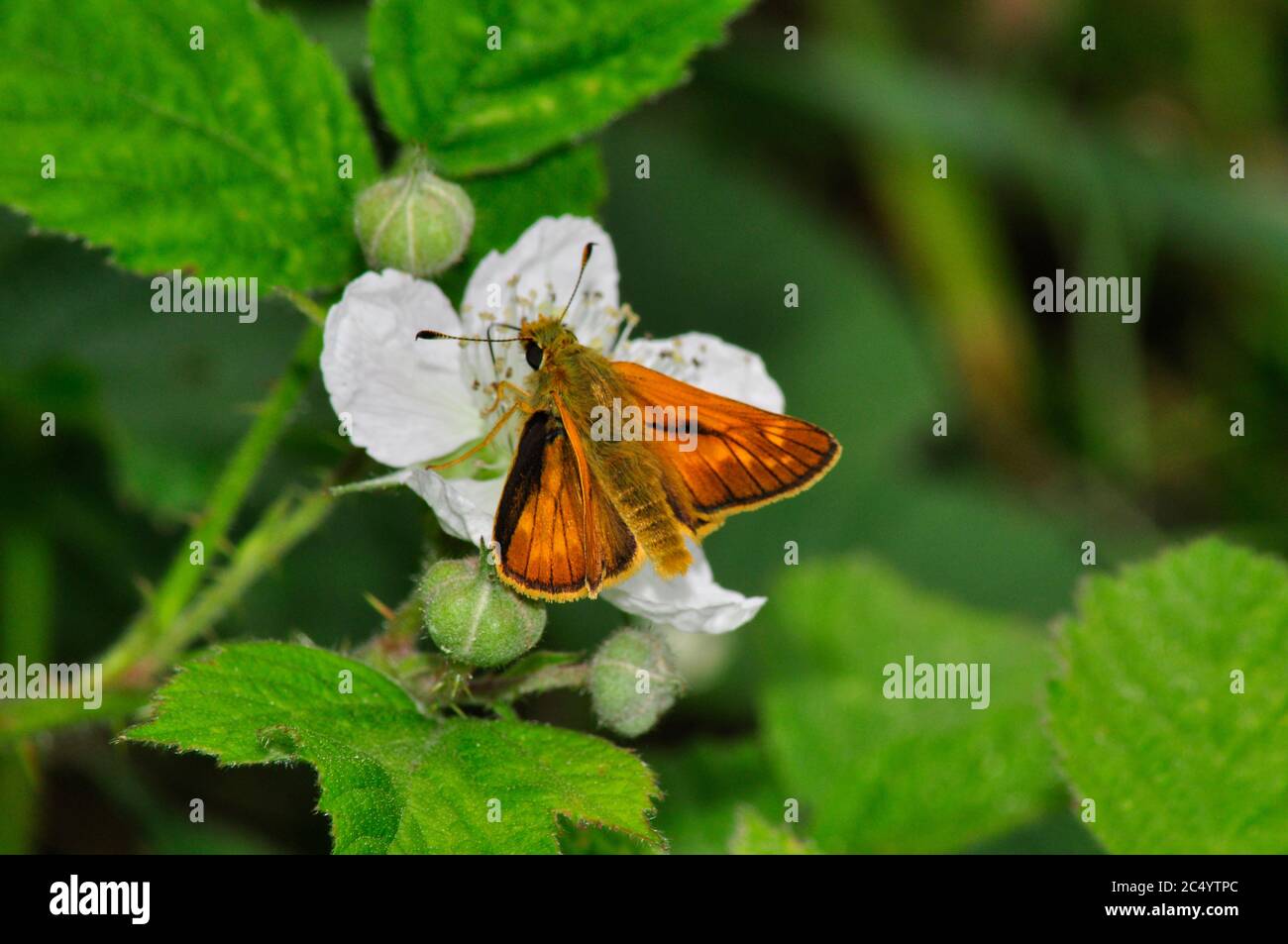Large Skipper,'Ochlodes sylvanus',butterfly,on blackberry flower,June July, Wiltshire, UK Stock Photo