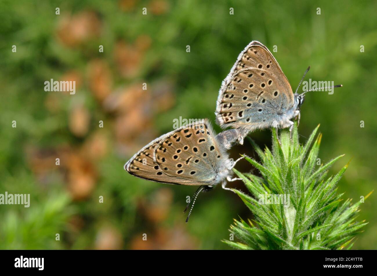 Large blue butterfly britain hires stock photography and images Alamy