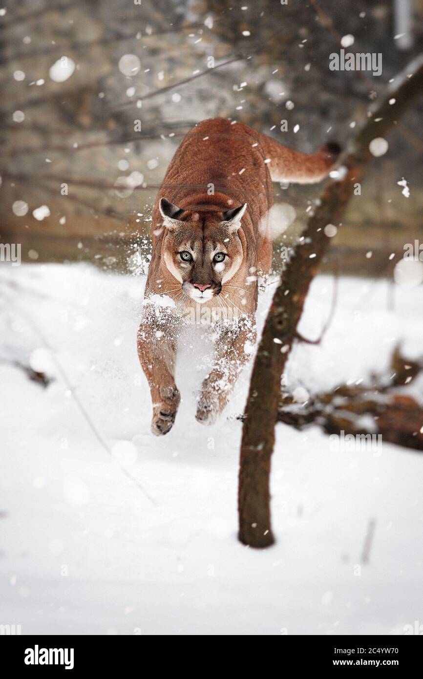 Puma in the jump. Puma in the woods, Mountain Lion, single cat on snow  Stock Photo - Alamy