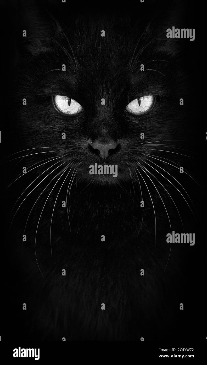 Black Cat looking at the camera, Closeup black and white cat portrait