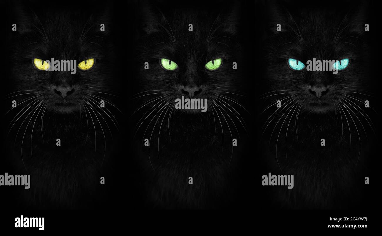 Black Cat looking at the camera, Close-up cat portrait Stock Photo - Alamy