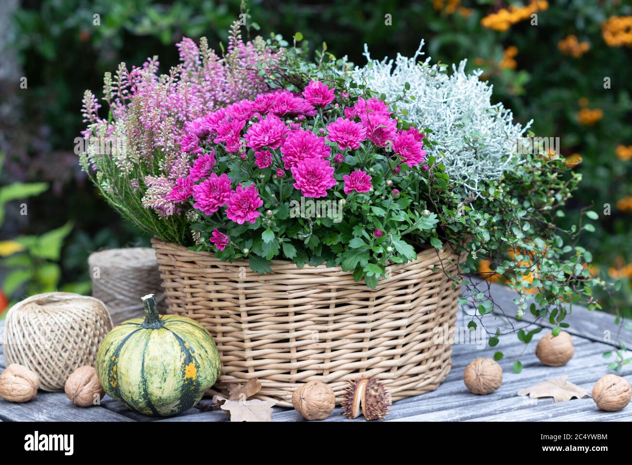 basket with pink chrysanthemum, heather flower and wire vine as autumn decoration Stock Photo