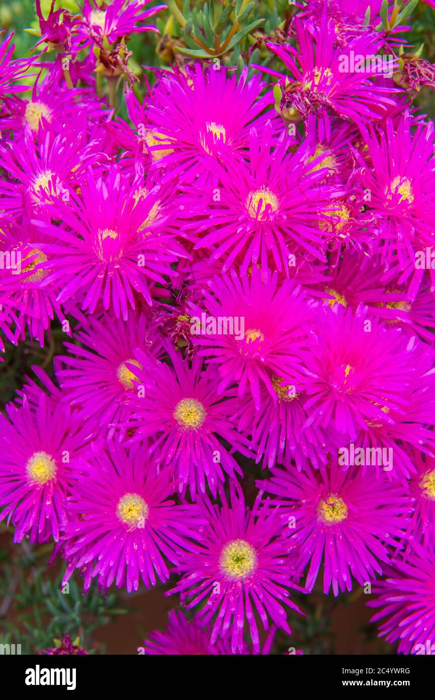 Close-up of Lampranthus (Ice plant) in the small town of Taormina on the island of Sicily in Italy. Stock Photo