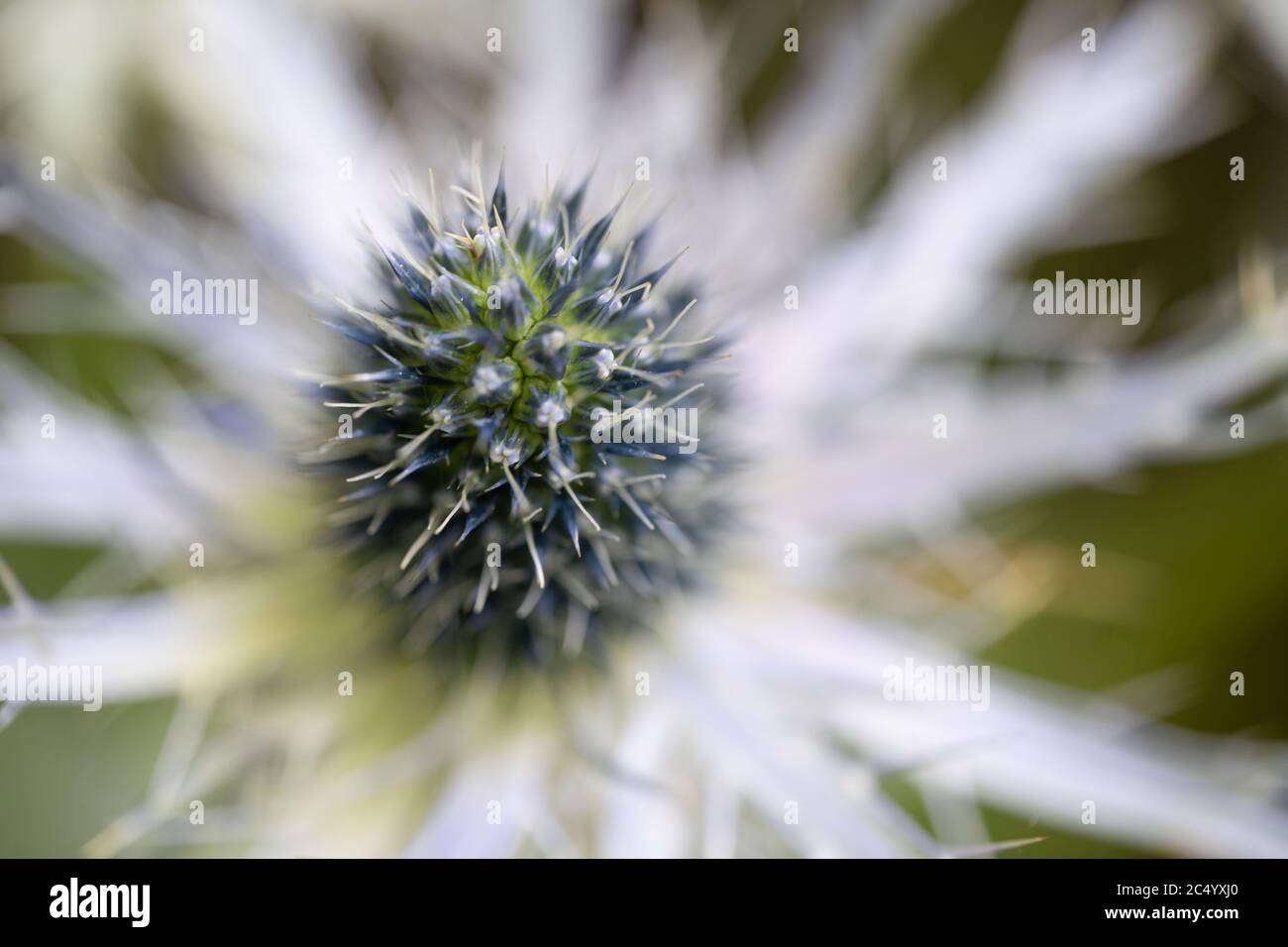 An ornamental cultivated garden thistle, UK Stock Photo