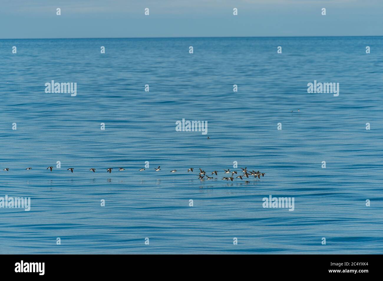 Flocks of Thick-billed murres or Brunnich's guillemot (Uria lomvia) flying over the Arctic Ocean near Bellsund, which is a 20 km long sound on the wes Stock Photo
